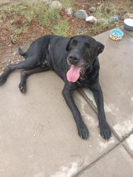 Found/Stray Male Dog last seen Grama street, El Paso, TX 79903