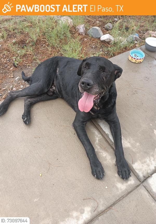 Found/Stray Male Dog last seen Grama street, El Paso, TX 79903