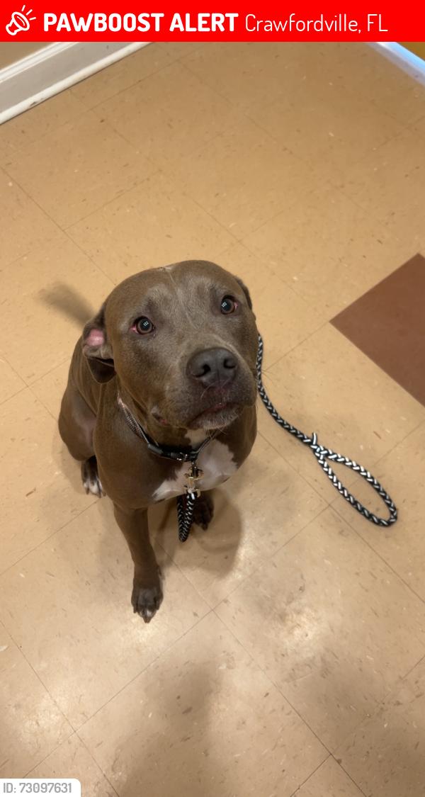 Lost Female Dog last seen Whiddon lake rd & Stokley rd, Crawfordville, FL 32327