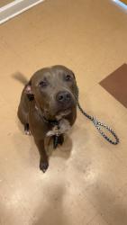 Lost Female Dog last seen Whiddon lake rd & Stokley rd, Crawfordville, FL 32327