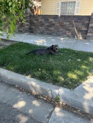 Found/Stray Male Dog last seen Lolly Hansen senior apmts on 6th st., Tracy, CA 95376