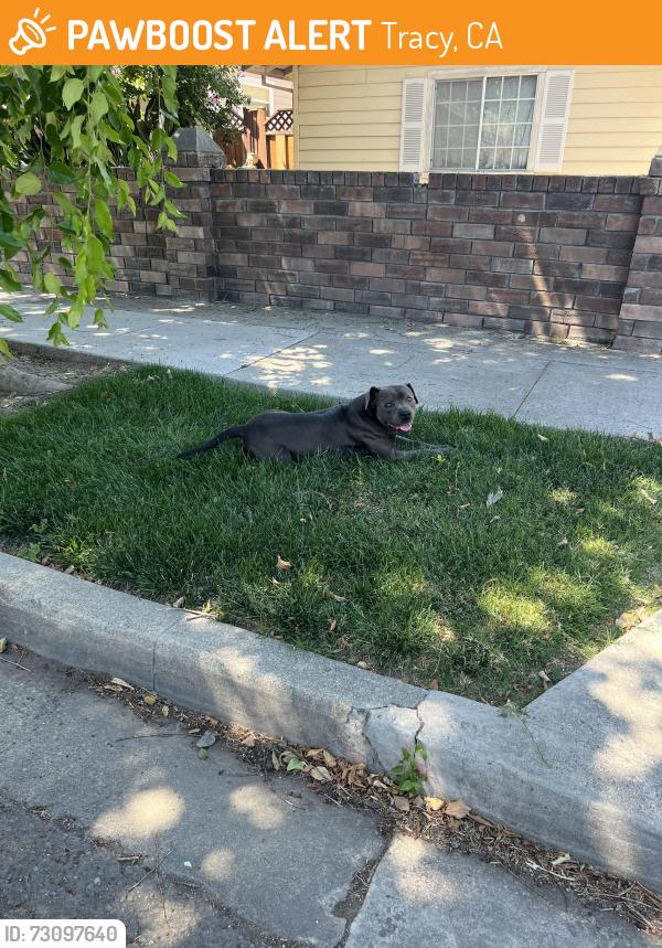 Found/Stray Male Dog last seen Lolly Hansen senior apmts on 6th st., Tracy, CA 95376