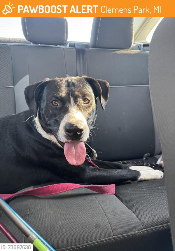 Found/Stray Male Dog last seen Church of Christ 260 N Broadway St, Mt Clemens, MI 48043, Clemens Park, MI 48036