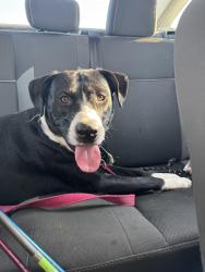 Found/Stray Male Dog last seen Church of Christ 260 N Broadway St, Mt Clemens, MI 48043, Clemens Park, MI 48036