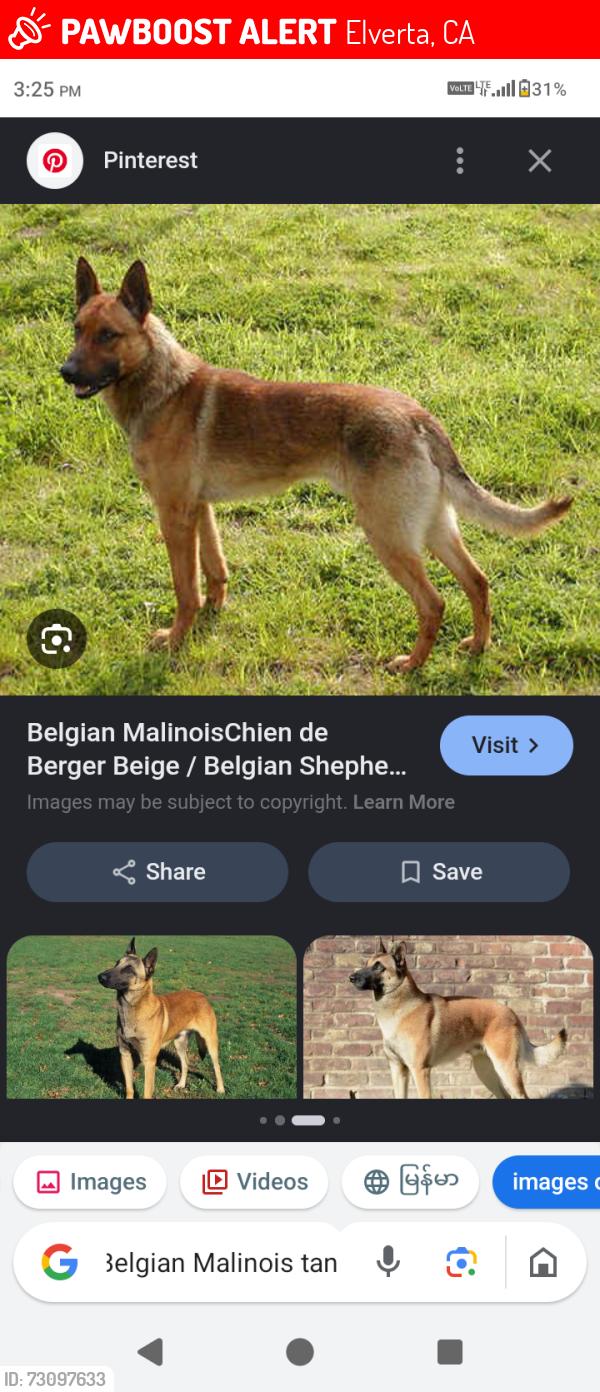 Lost Female Dog last seen Elverta ca, Elverta, CA 95626