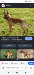 Lost Female Dog last seen Elverta ca, Elverta, CA 95626
