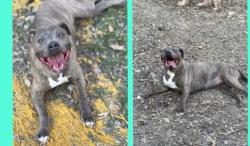 Reunited Female Dog last seen Harvey, Cincinnati, OH 45229