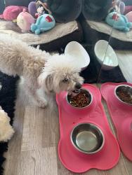 Found/Stray Female Dog last seen Ocean View Blvd, San Diego, CA 92113