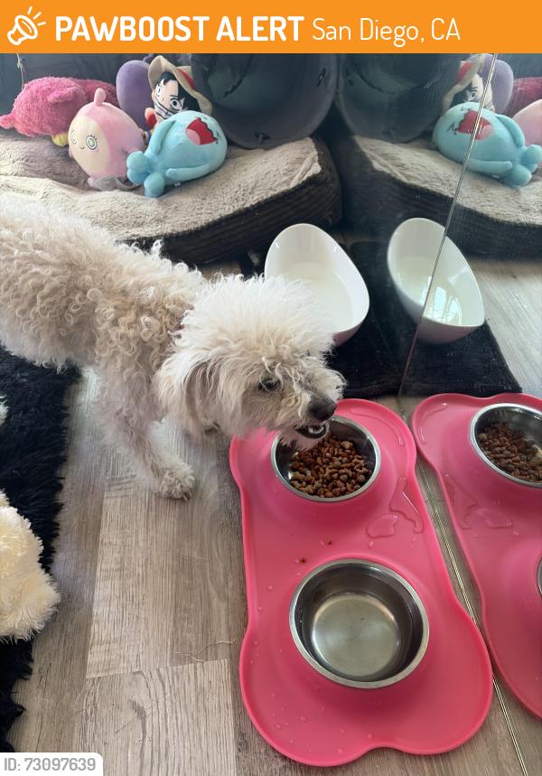 Found/Stray Female Dog last seen Ocean View Blvd, San Diego, CA 92113