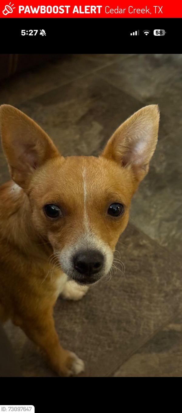 Lost Female Dog last seen Pope bend , Cedar Creek, TX 78612
