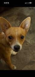 Lost Female Dog last seen Pope bend , Cedar Creek, TX 78612