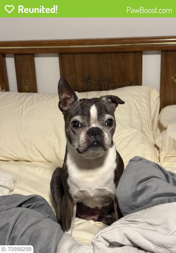 Reunited Male Dog last seen Whiteview pkwy and wood aspen ln, Palm Coast, FL 32164