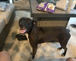 Reunited Female Dog last seen Renaud /Boone Rd Scott , Scott, LA 70583