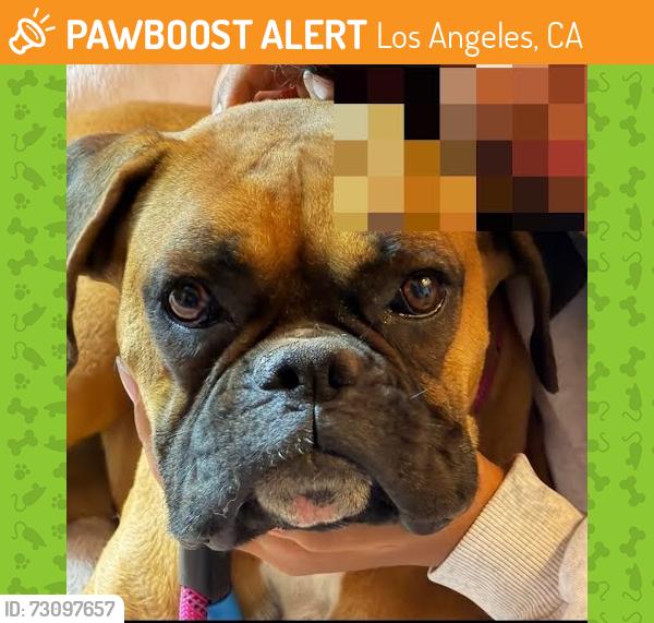 Found/Stray Female Dog last seen Park West and Via Sebastian in San Pedro, Los Angeles, CA 90732