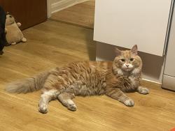 Reunited Unknown Cat last seen Residential area, Greater London, England N15 3LS
