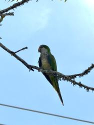 Found/Stray Unknown Bird last seen Curry creek at 3351, Boerne, TX 78006