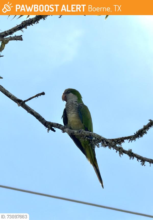 Found/Stray Unknown Bird last seen Curry creek at 3351, Boerne, TX 78006
