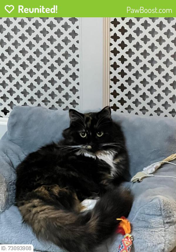 Reunited Female Cat last seen Whittington Rd, London, UK, Greater London, England 