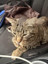 Reunited Unknown Cat last seen Cason Lane and Annapolis Ct, Murfreesboro, TN 37128