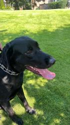 Found/Stray Male Dog last seen Dunwoody Nature Center, Dunwoody, GA 30338