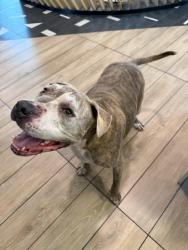Reunited Male Dog last seen Near s forum drive, Grand Prairie, TX 75052