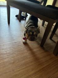 Reunited Male Dog last seen 51st and Mingo, Tulsa, OK 74145