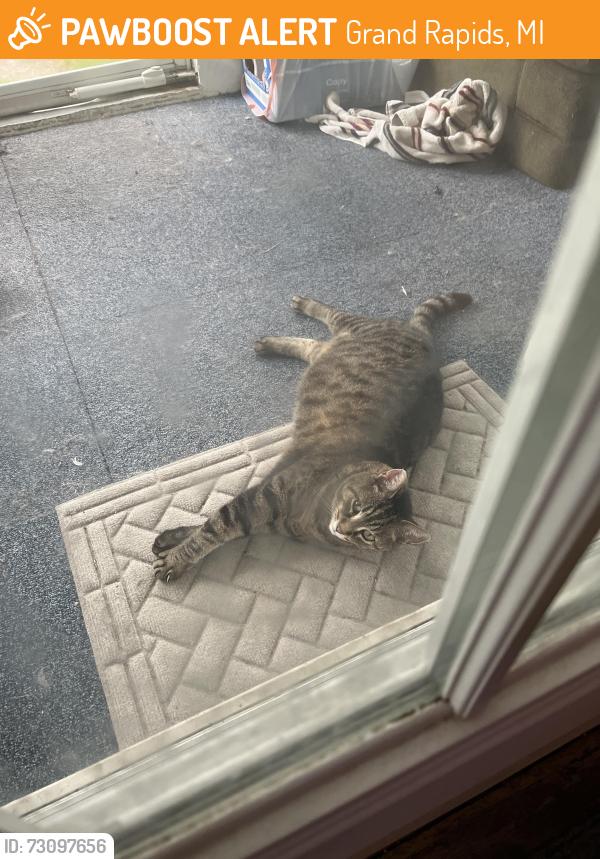 Found/Stray Unknown Cat last seen Graceland St NE and Plainfield Ave, Grand Rapids, MI 49505