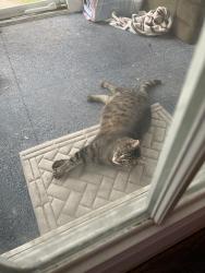 Found/Stray Unknown Cat last seen Graceland St NE and Plainfield Ave, Grand Rapids, MI 49505