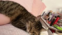 Lost Female Cat last seen BL1 5UE, Greater Manchester, England BL1 5UE