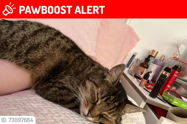 Lost Female Cat last seen BL1 5UE, Greater Manchester, England BL1 5UE