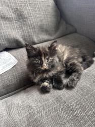Lost Female Cat last seen Near McComb Road, off Old Olympic, Sequim, WA 98382