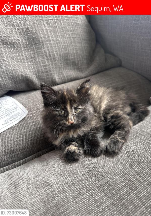 Lost Female Cat last seen Near McComb Road, off Old Olympic, Sequim, WA 98382