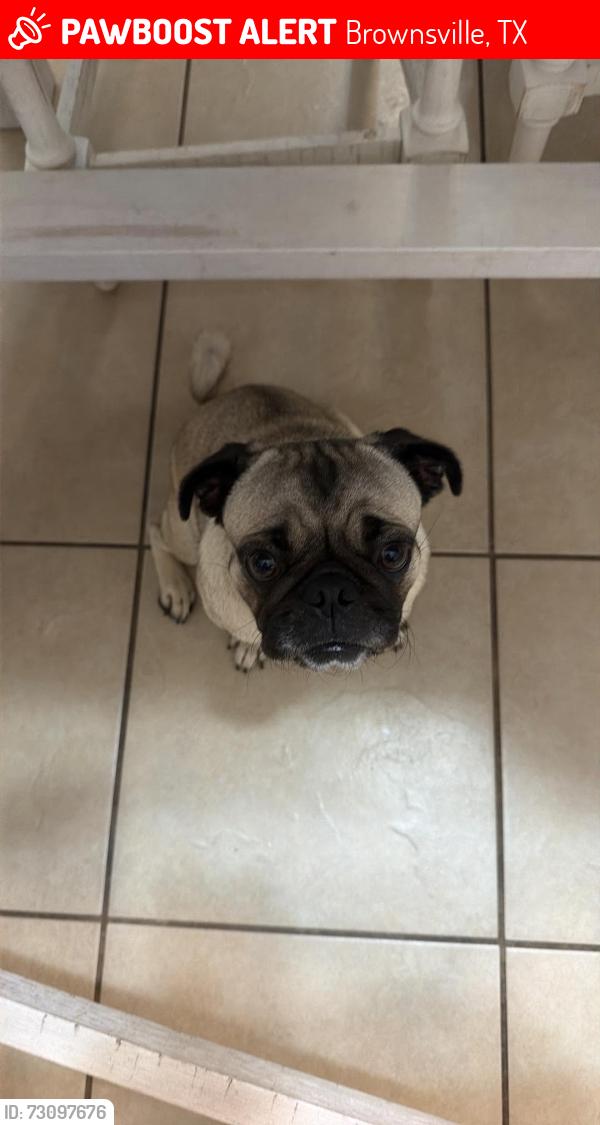 Lost Female Dog last seen Athens, Brownsville, TX 78520