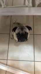 Lost Female Dog last seen Athens, Brownsville, TX 78520