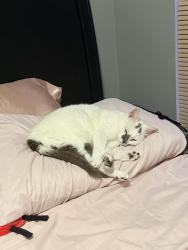 Lost Female Cat last seen Near sun villa blvd orlando fl 32817, Orlando, FL 32817