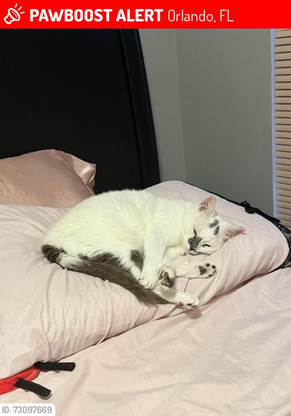 Lost Female Cat last seen Near sun villa blvd orlando fl 32817, Orlando, FL 32817