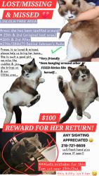 Lost Female Cat last seen Lincoln Park, 25th 2nd-27th, Duluth, MN 55806