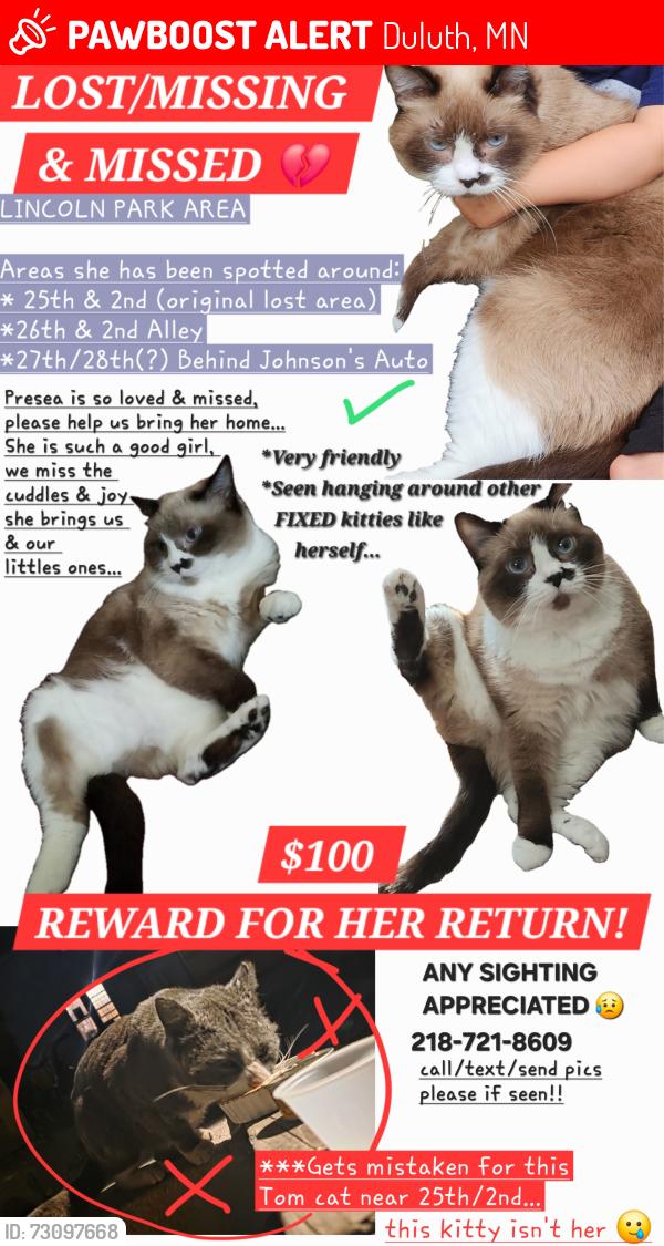 Lost Female Cat last seen Lincoln Park, 25th 2nd-27th, Duluth, MN 55806
