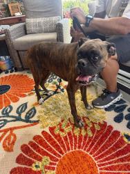 Reunited Male Dog last seen Lonestar Parkway, Montgomery, TX 77356