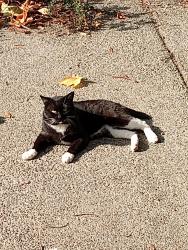 Lost Male Cat last seen 146th Ave SE and SE 195th Pl, Renton, WA 98058
