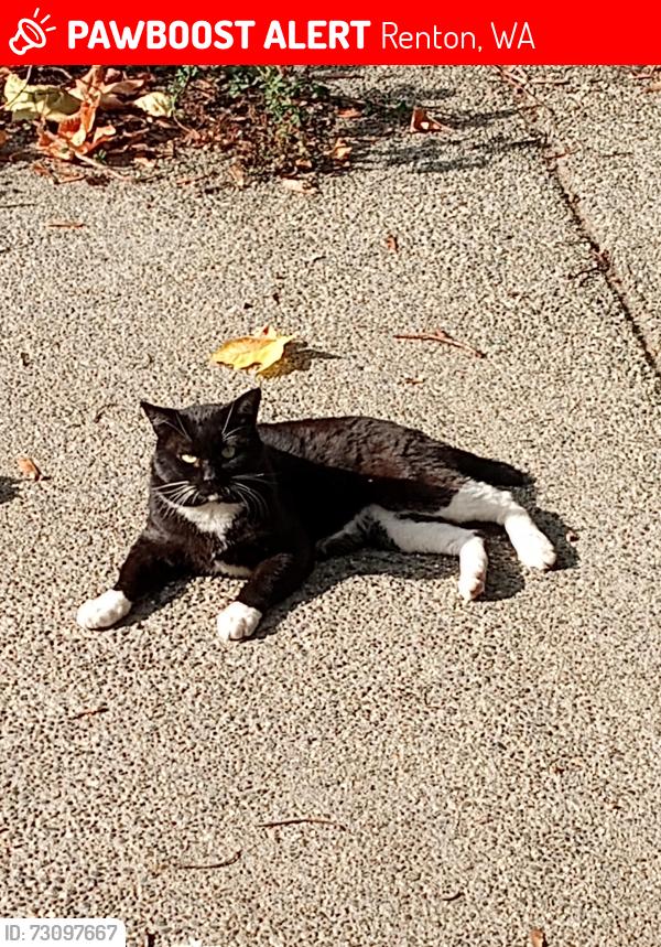 Lost Male Cat last seen 146th Ave SE and SE 195th Pl, Renton, WA 98058