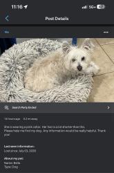 Lost Female Dog last seen Elizabeth Lake & Panther Dr, Palmdale, CA 93551