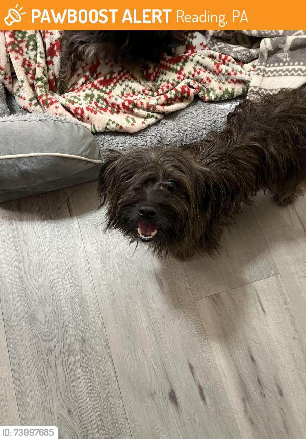 Found/Stray Male Dog last seen W. Buttonwood st, Reading, PA 19601