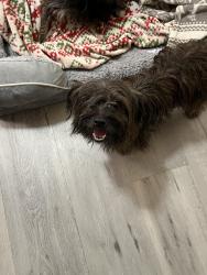 Found/Stray Male Dog last seen W. Buttonwood st, Reading, PA 19601