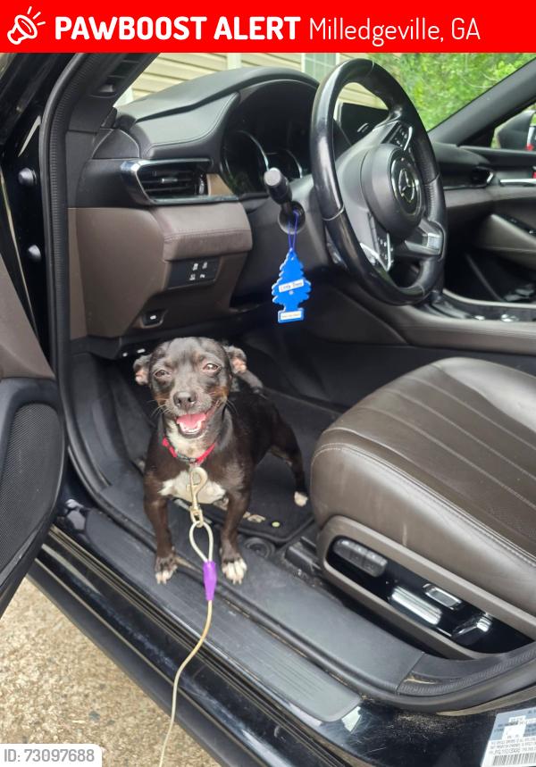 Lost Male Dog last seen Lowe Road Milledgeville, Milledgeville, GA 31061