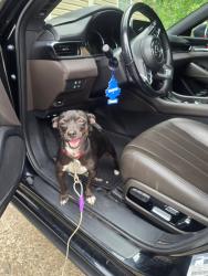 Lost Male Dog last seen Lowe Road Milledgeville, Milledgeville, GA 31061