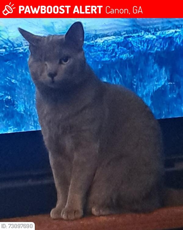 Lost Male Cat last seen Highway 17, Canon, GA 30520