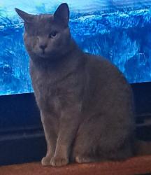 Lost Male Cat last seen Highway 17, Canon, GA 30520
