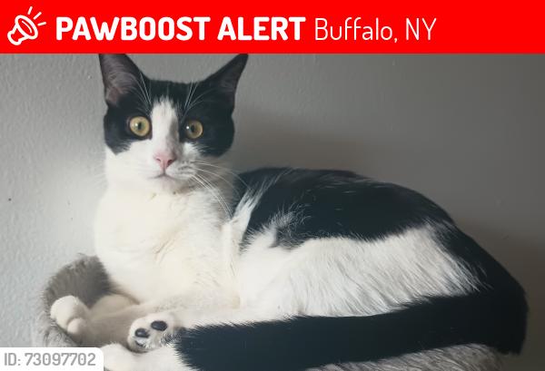 Lost Female Cat last seen Ontario street and isabelle, Buffalo, NY 14207