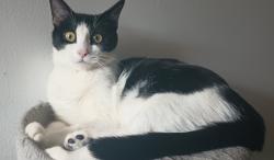 Lost Female Cat last seen Ontario street and isabelle, Buffalo, NY 14207